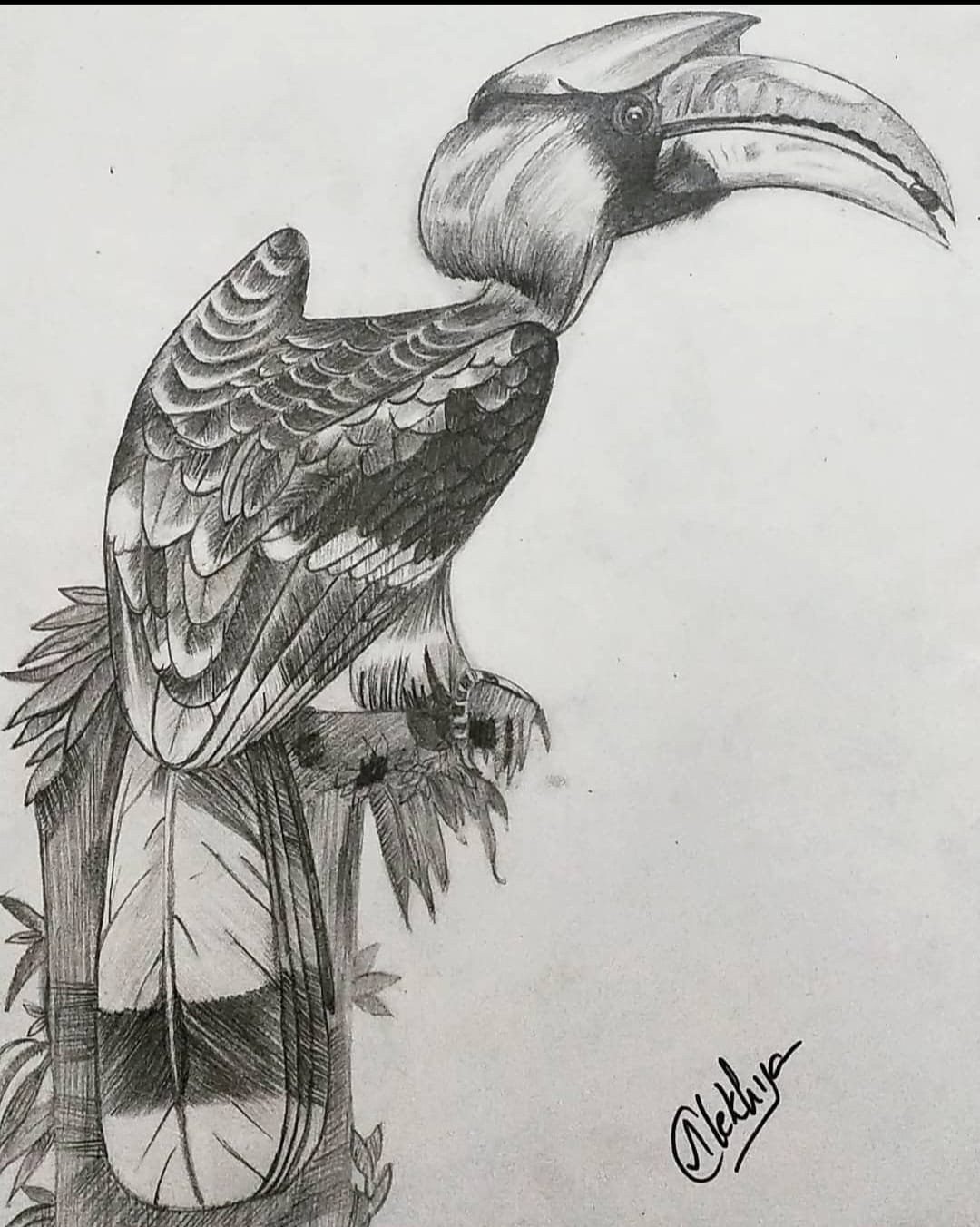Hornbill